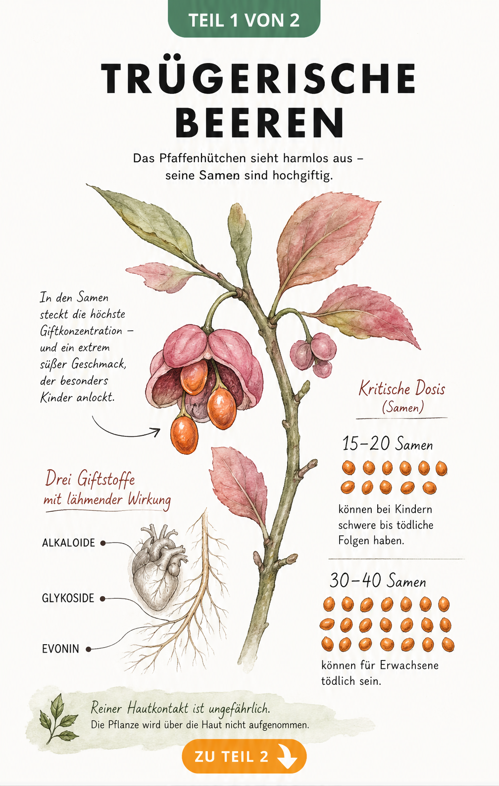 Botanische Illustration eines Pfaffenhütchen-Zweigs mit geöffneten Kapselfrüchten und Erläuterung der Giftstoffe sowie der tödlichen Dosis