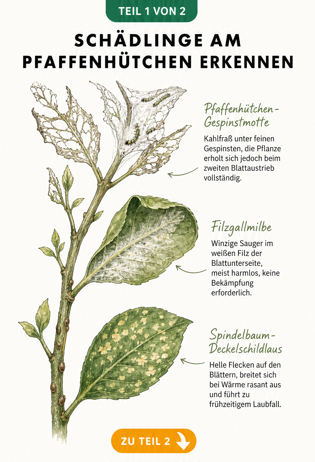 Botanische Zeichnung eines Pfaffenhütchen-Zweigs mit Schadbildern von Gespinstmotte, Filzgallmilbe und Deckelschildlaus