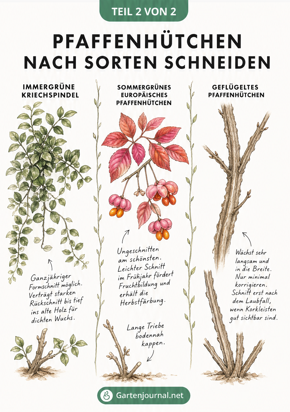Aquarell-Illustration von drei Pfaffenhütchen-Arten: Immergrüne Kriechspindel, Sommergrünes Europäisches Pfaffenhütchen und Geflügeltes Pfaffenhütchen mit...