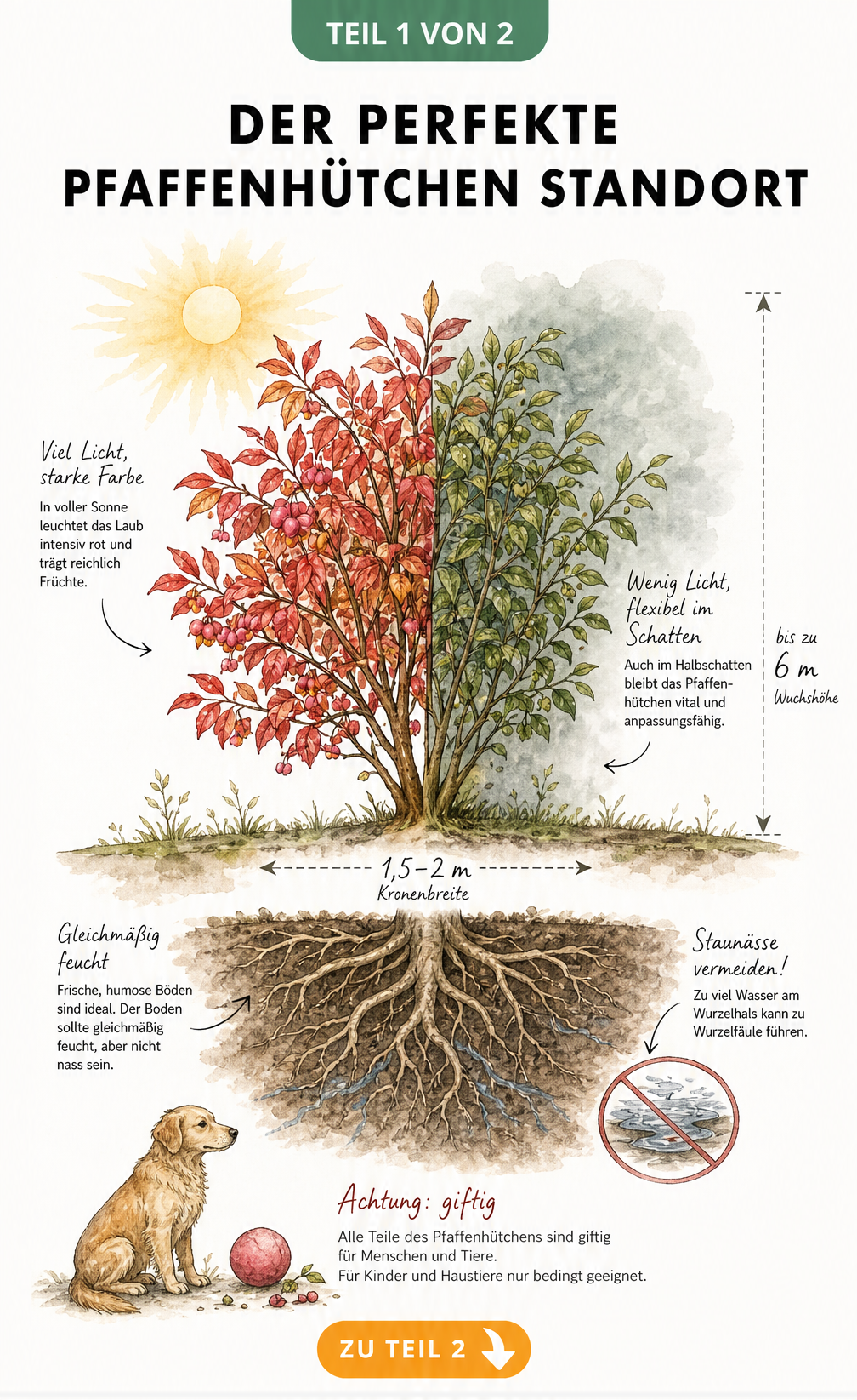 Botanische Illustration eines Pfaffenhütchens, die den Einfluss von Sonne und Schatten auf Laub und Früchte sowie die Bodenansprüche zeigt.