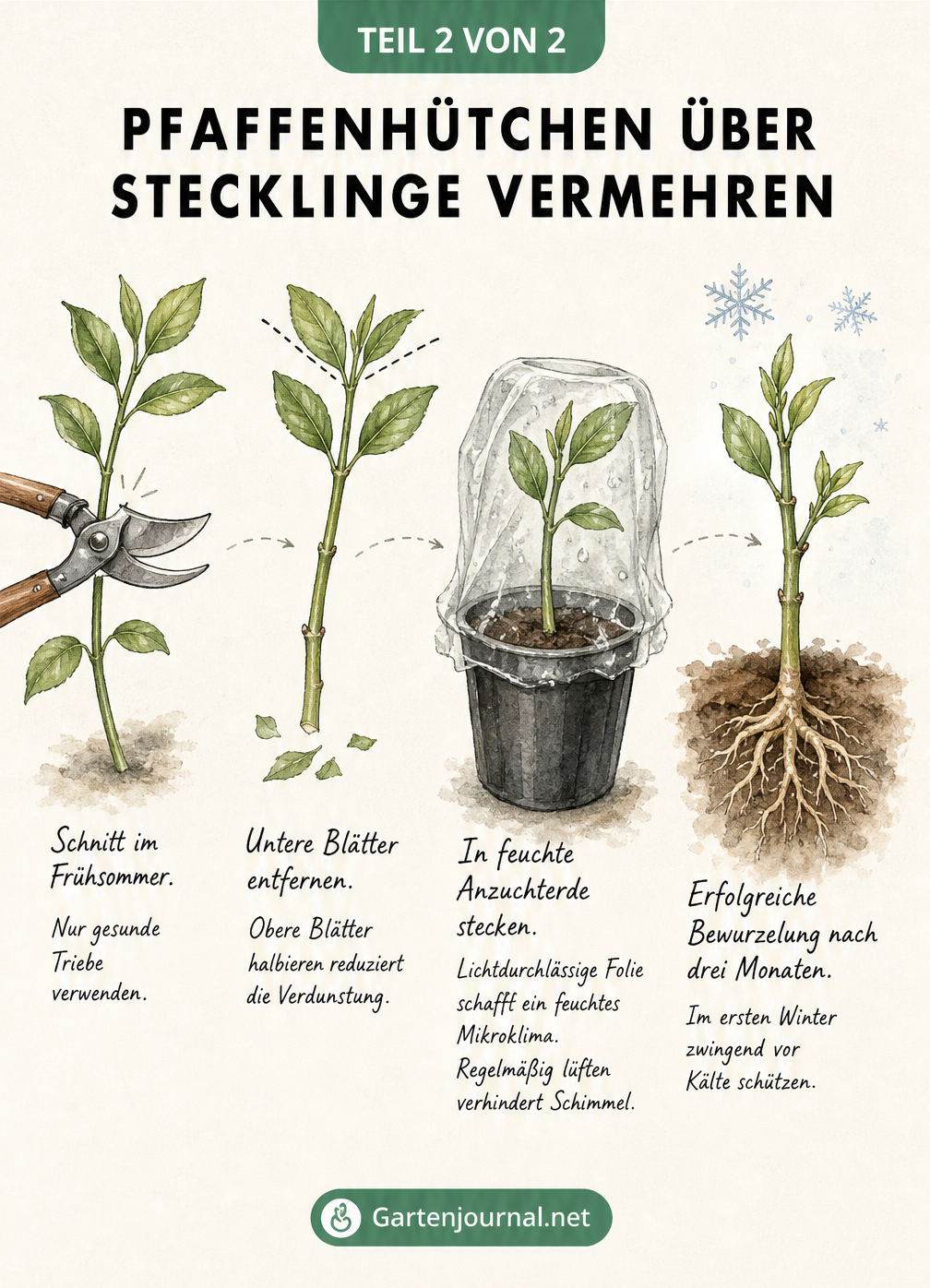Schritt-für-Schritt-Anleitung zur Vermehrung von Pfaffenhütchen über Stecklinge, vom Schnitt bis zur Bewurzelung.