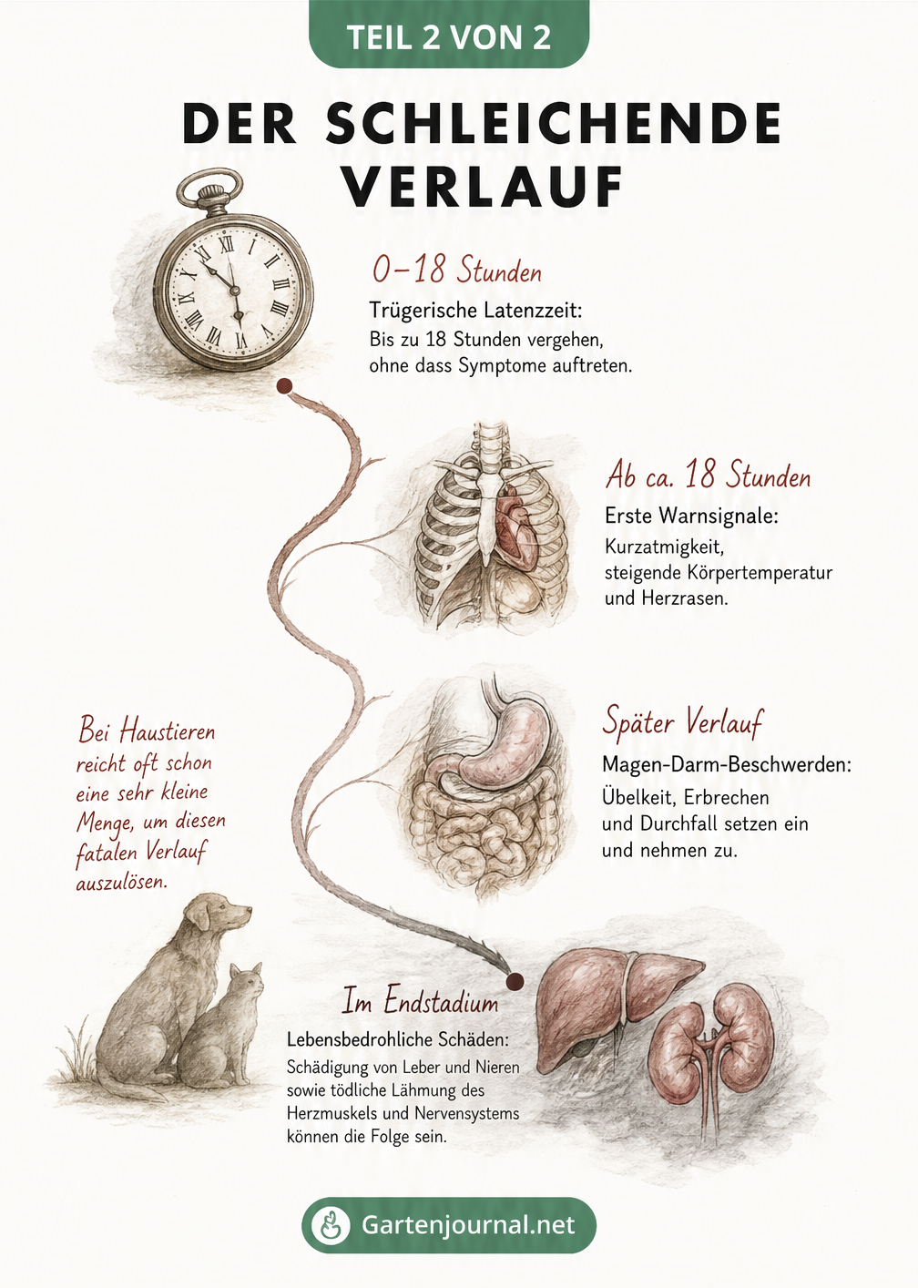 Zeitachse zum Verlauf einer Pfaffenhütchen-Vergiftung mit Symptomen von Kurzatmigkeit bis zu Organschäden
