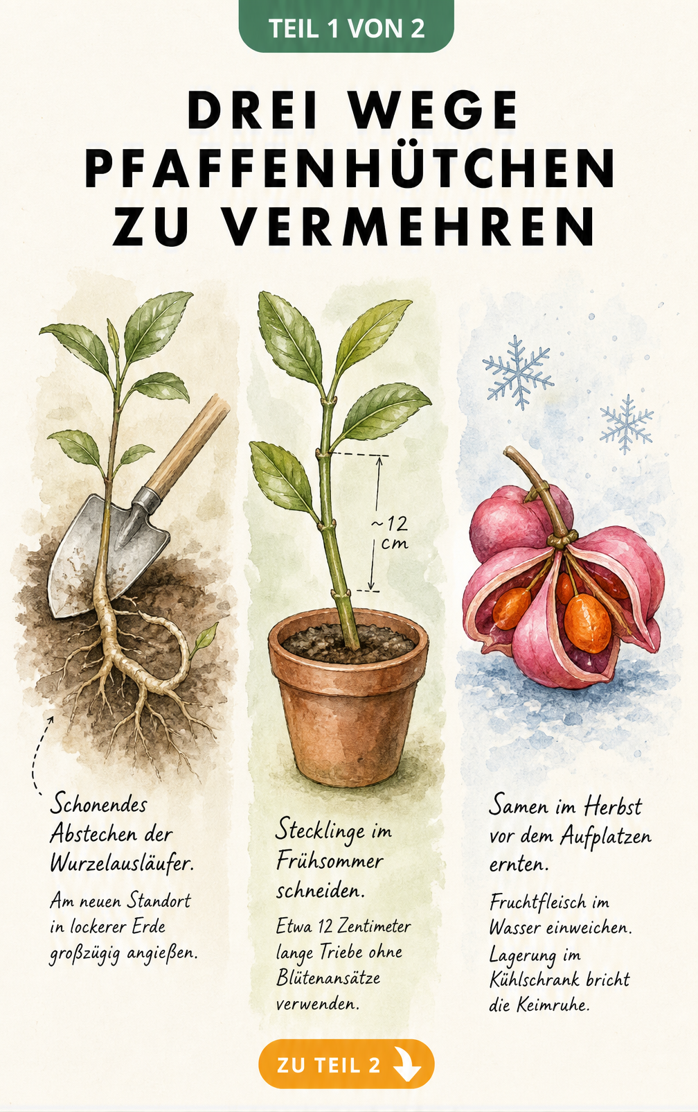 Botanische Illustration der drei Vermehrungsarten des Pfaffenhütchens: Wurzelausläufer, Stecklinge und Samen.