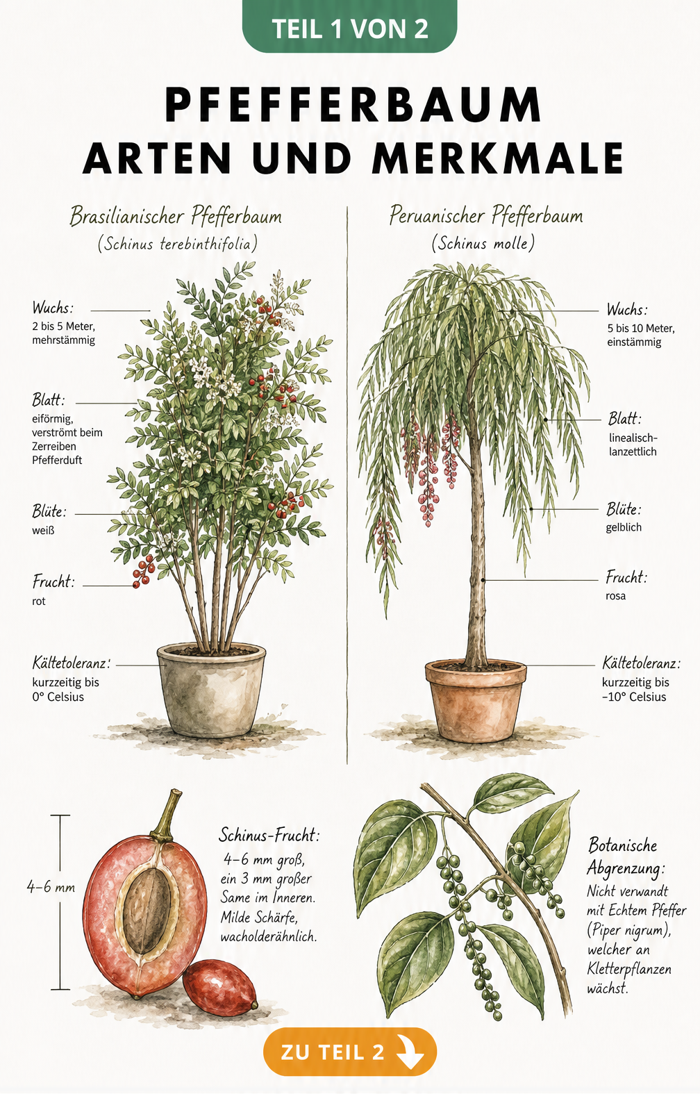 Illustration des Brasilianischen und Peruanischen Pfefferbaums mit Wuchs, Blättern, Blüten und Früchten sowie einem Querschnitt der Steinfrucht.