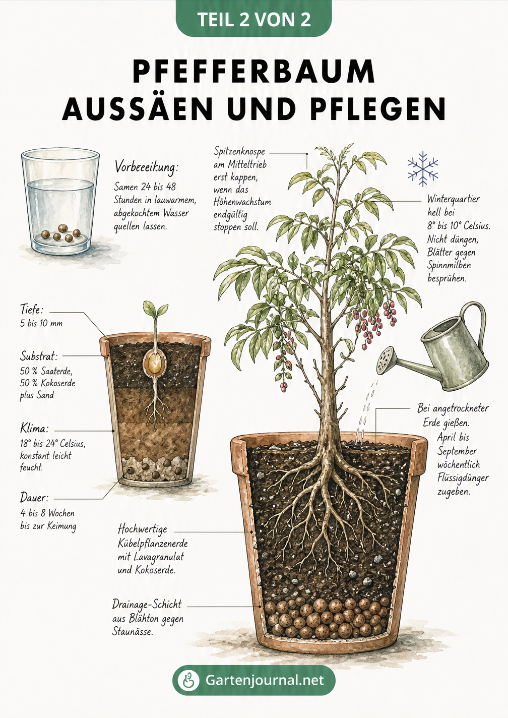 Querschnitt-Zeichnung zur Aussaat und Pflege eines Pfefferbaums im Kübel, von der Samen-Vorbereitung bis zur ausgewachsenen Pflanze.