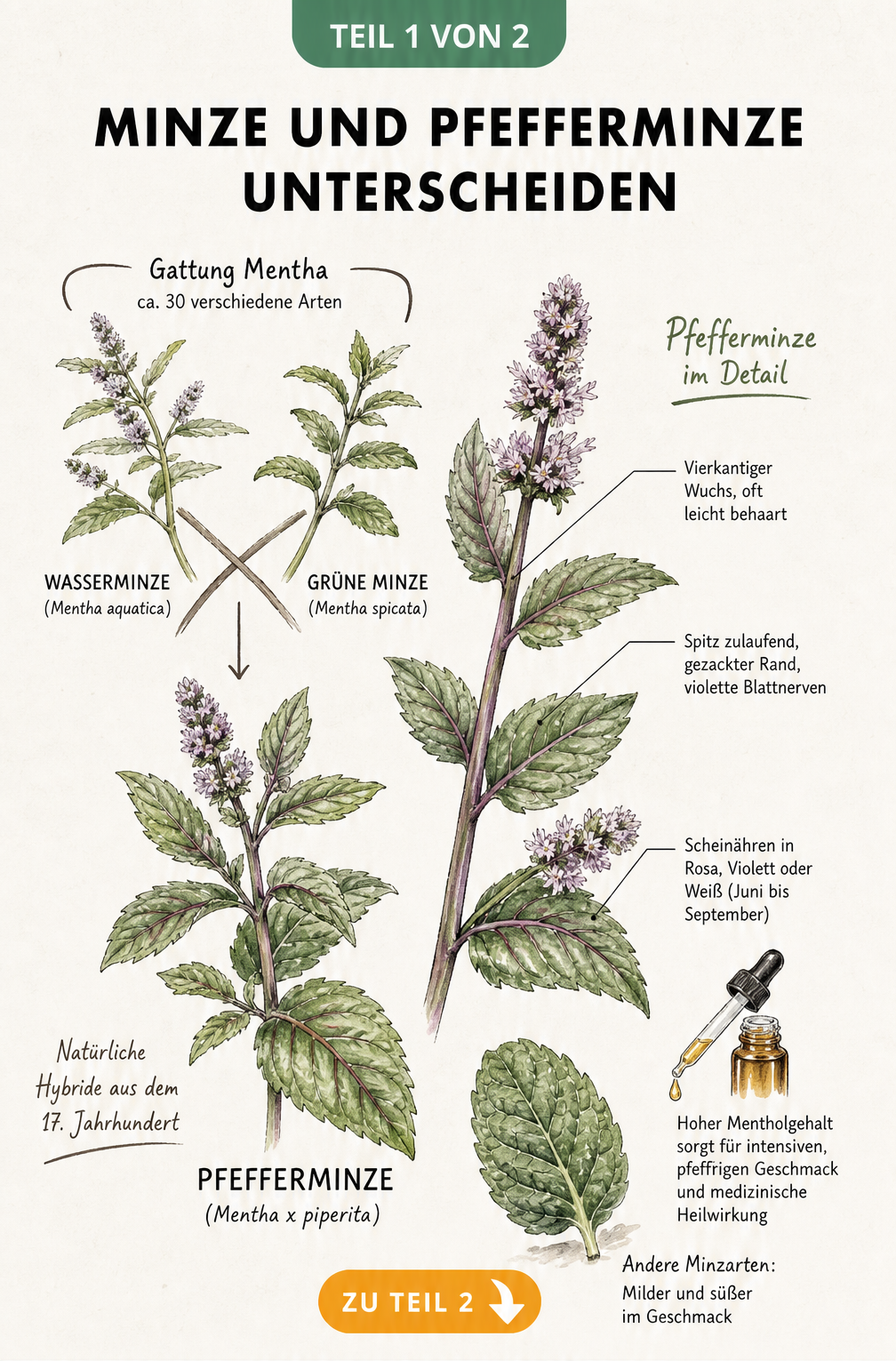 Botanische Aquarell-Zeichnung zeigt die Abstammung der Pfefferminze aus Wasserminze und Grüner Minze sowie Details zu Blättern, Blüten und Stängel.