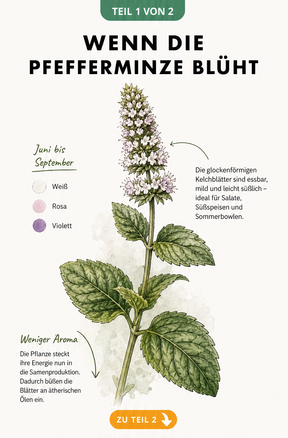 Botanische Illustration eines blühenden Pfefferminzstängels mit Details zu Blütezeit, Blütenfarbe und Essbarkeit