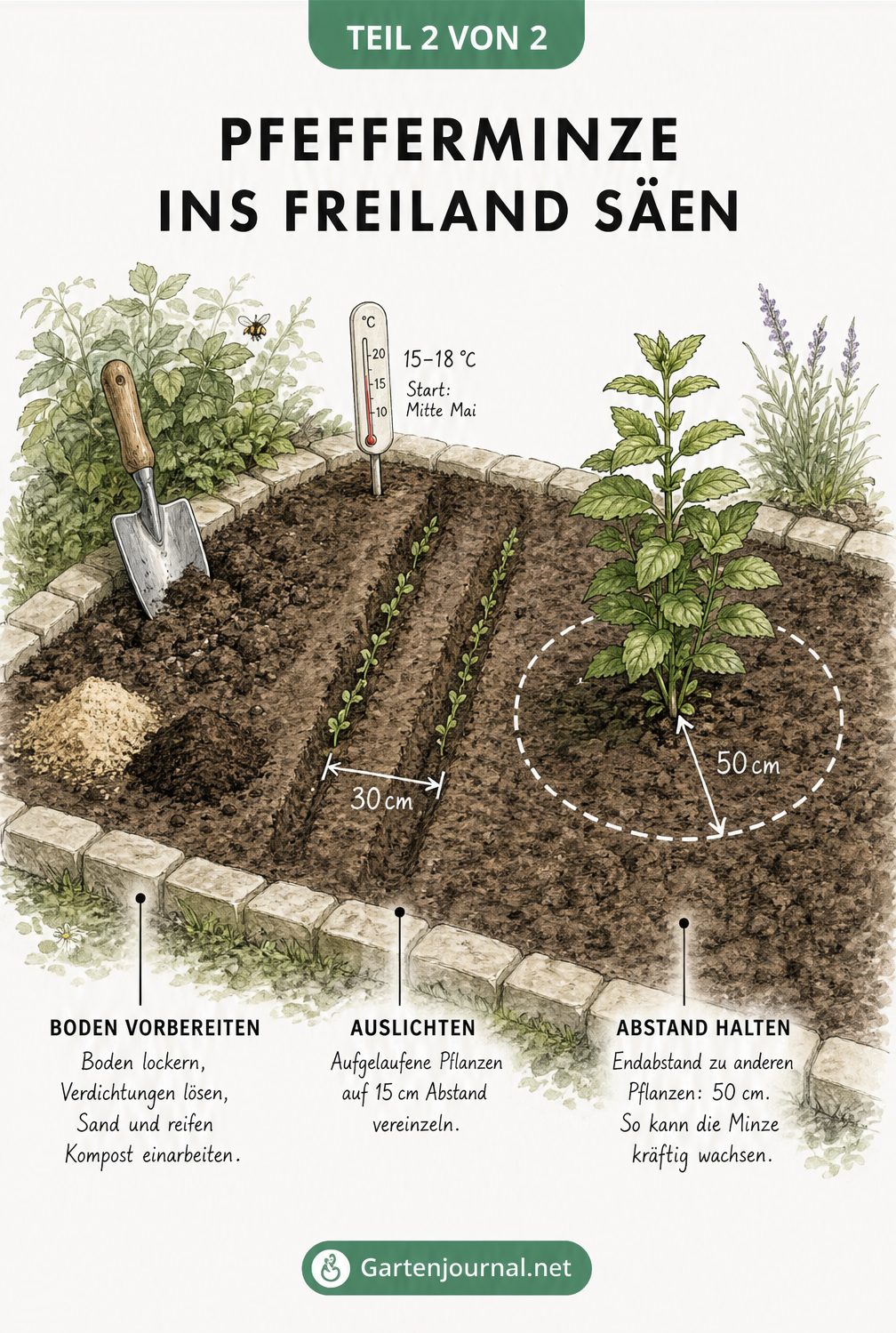 Isometrische Ansicht eines Gartenbeets mit Bodenvorbereitung, Aussaat in Rillen und einer ausgewachsenen Pfefferminzpflanze