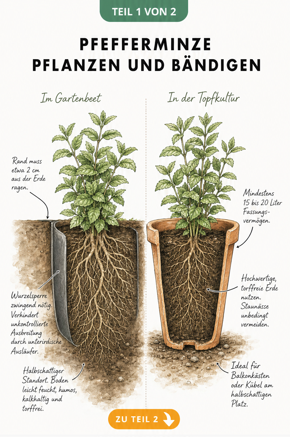 Illustration von Pfefferminze im Gartenbeet mit Wurzelsperre und im Terrakotta-Topf