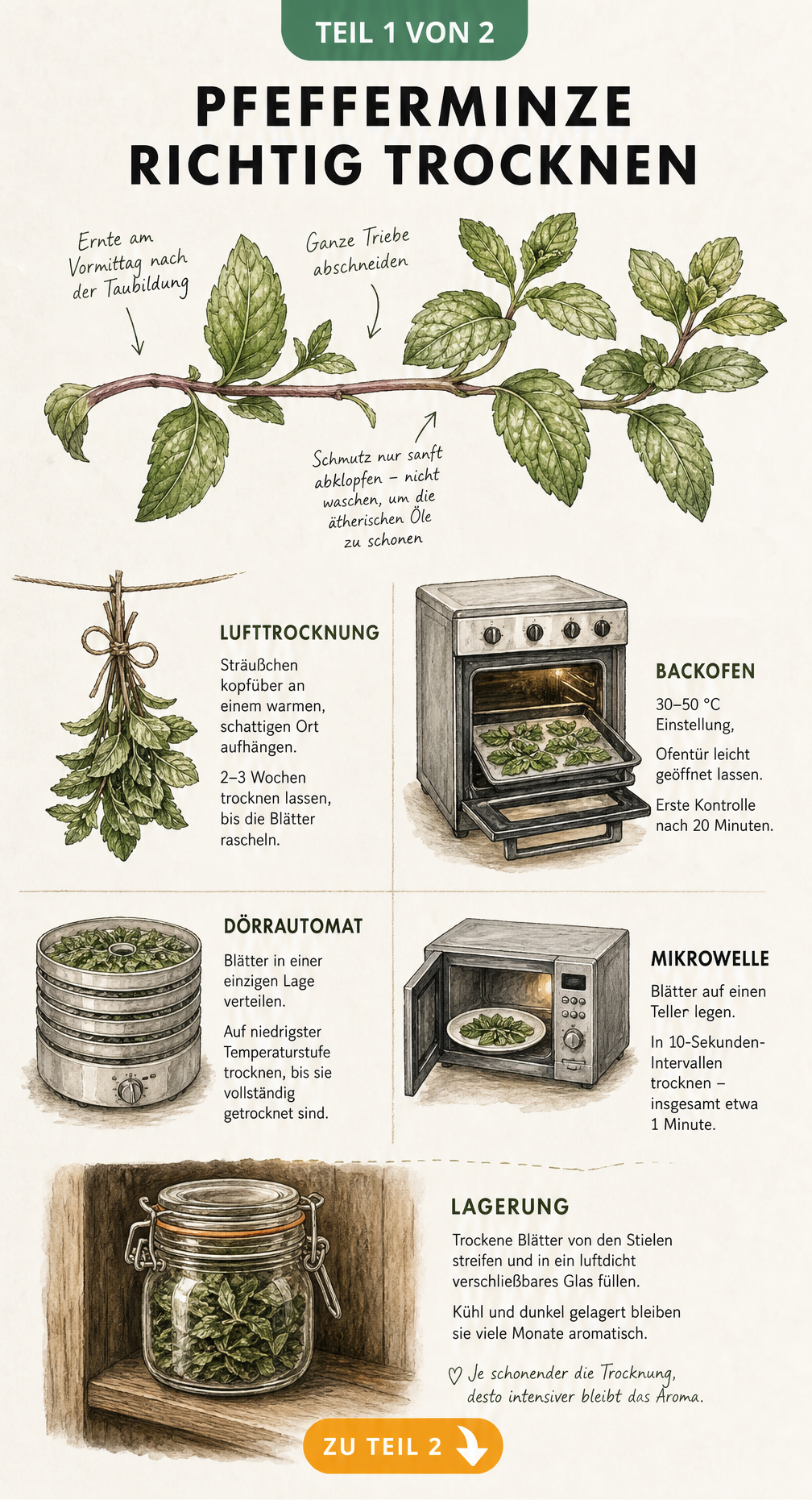 Illustration einer botanischen Lehrtafel, die zeigt, wie man Pfefferminze richtig erntet und durch Lufttrocknung, im Backofen, im Dörrautomaten oder in der...