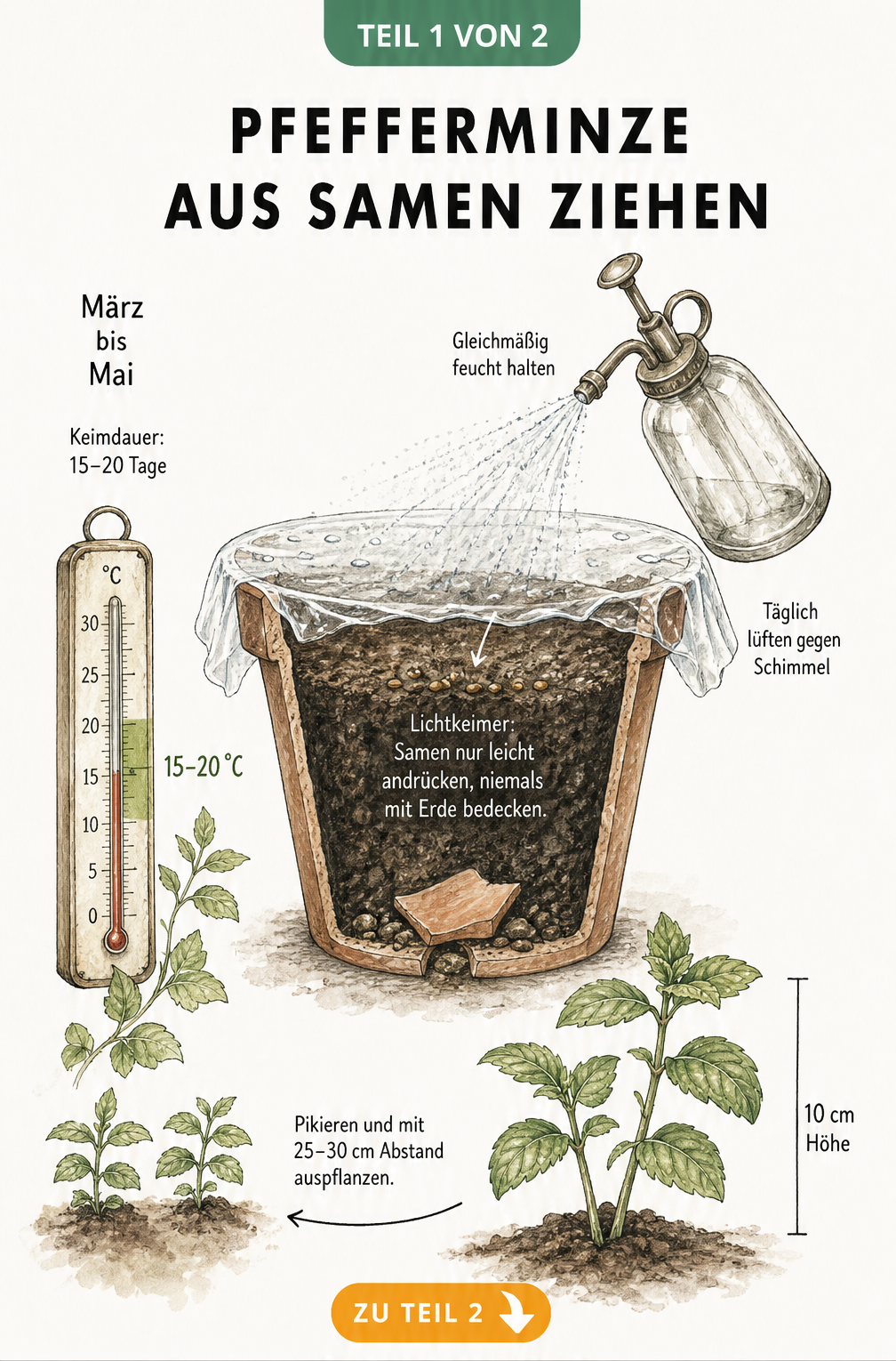 Botanische Illustration: Pfefferminze aus Samen ziehen, von der Aussaat im Topf bis zur Jungpflanze