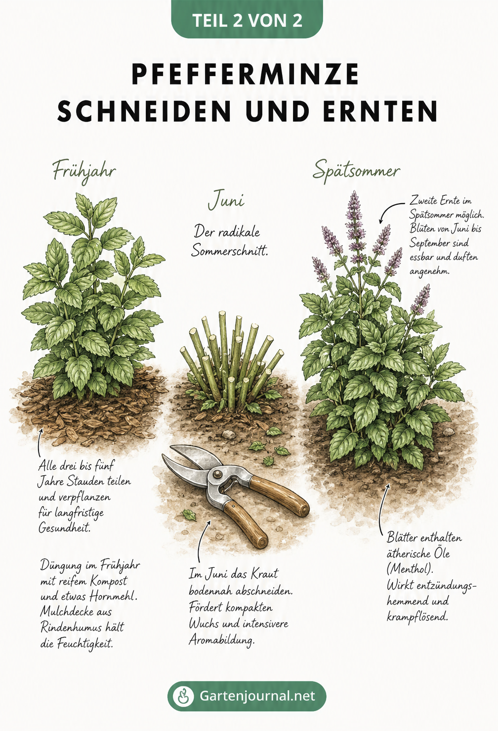 Illustration des Lebenszyklus der Pfefferminze mit Düngung, Sommerschnitt und zweiter Ernte