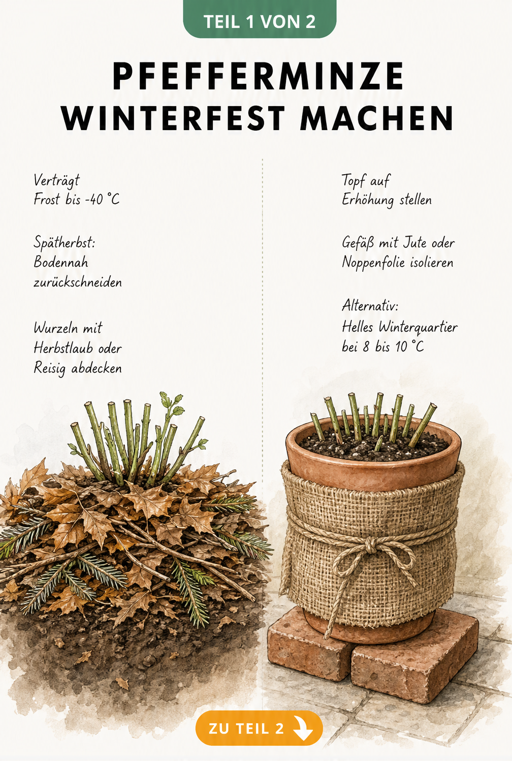 Illustration zur Überwinterung von Pfefferminze im Gartenbeet und im Topf