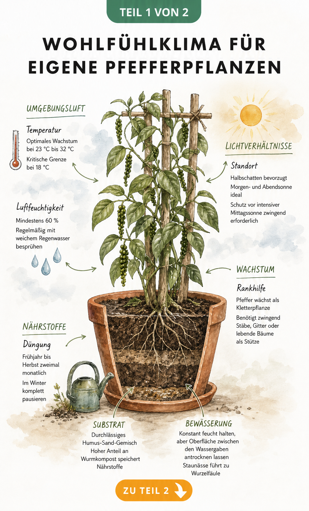 Botanische Illustration einer Pfefferpflanze im Topf mit Pflegehinweisen zu Temperatur, Licht, Düngung und Bewässerung