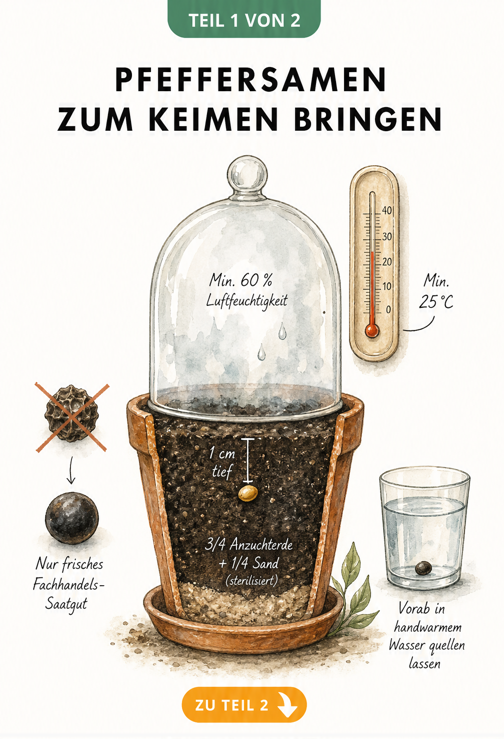 Botanische Illustration eines Anzuchttopfs mit Pfeffersamen, Erde-Sand-Gemisch und Glasglocke für hohe Luftfeuchtigkeit