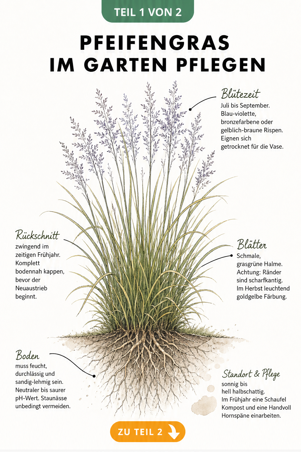 Botanische Illustration eines Pfeifengrases mit Pflegehinweisen zu Standort, Boden und Rückschnitt