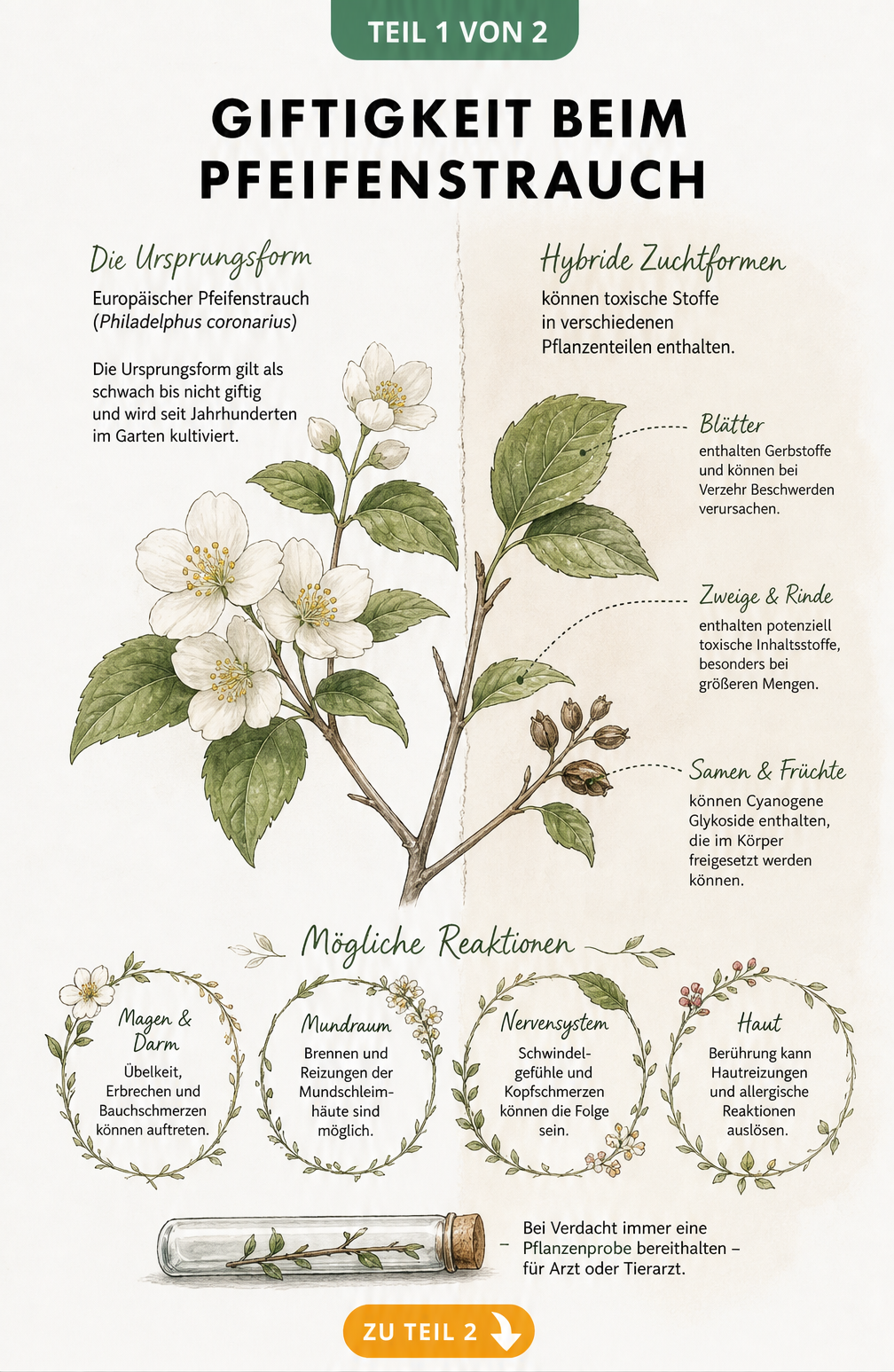 Botanische Illustration des Pfeifenstrauchs, die den Unterschied zwischen dem ungiftigen Europäischen Pfeifenstrauch und giftigen Hybriden sowie mögliche...