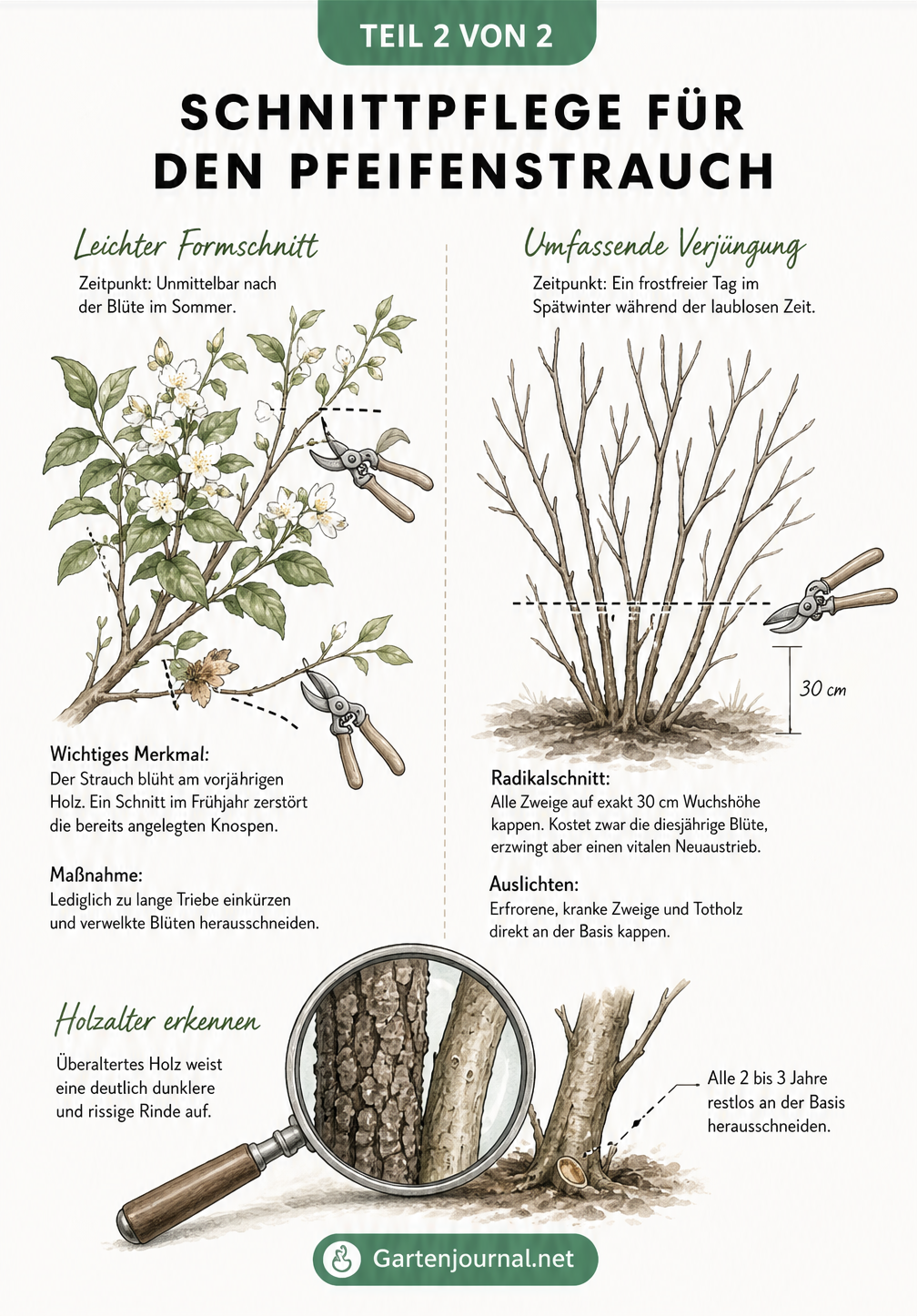 Illustration zum Schnitt des Pfeifenstrauchs im Sommer und Spätwinter mit Detailansicht der Rinde
