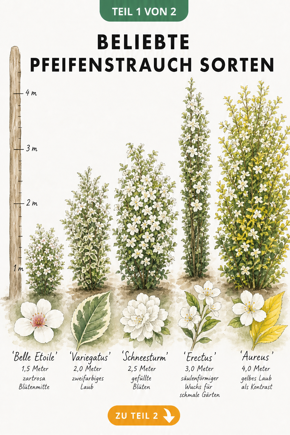 Botanische Illustration von fünf Pfeifenstrauch-Sorten mit Wuchshöhen und Blüten- oder Blattdetails