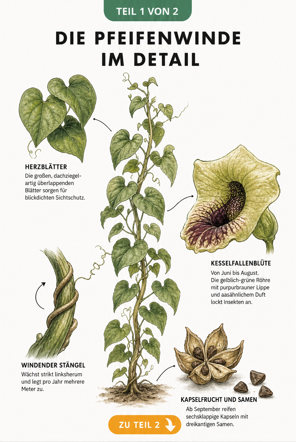Botanische Illustration der Pfeifenwinde mit Details zu Blättern, Blüte, Stängel und Frucht