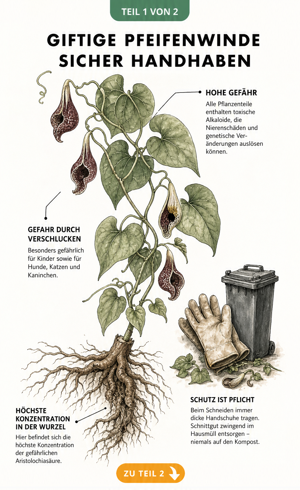 Botanische Illustration der Pfeifenwinde mit Hinweisen zur Giftigkeit und sicheren Handhabung