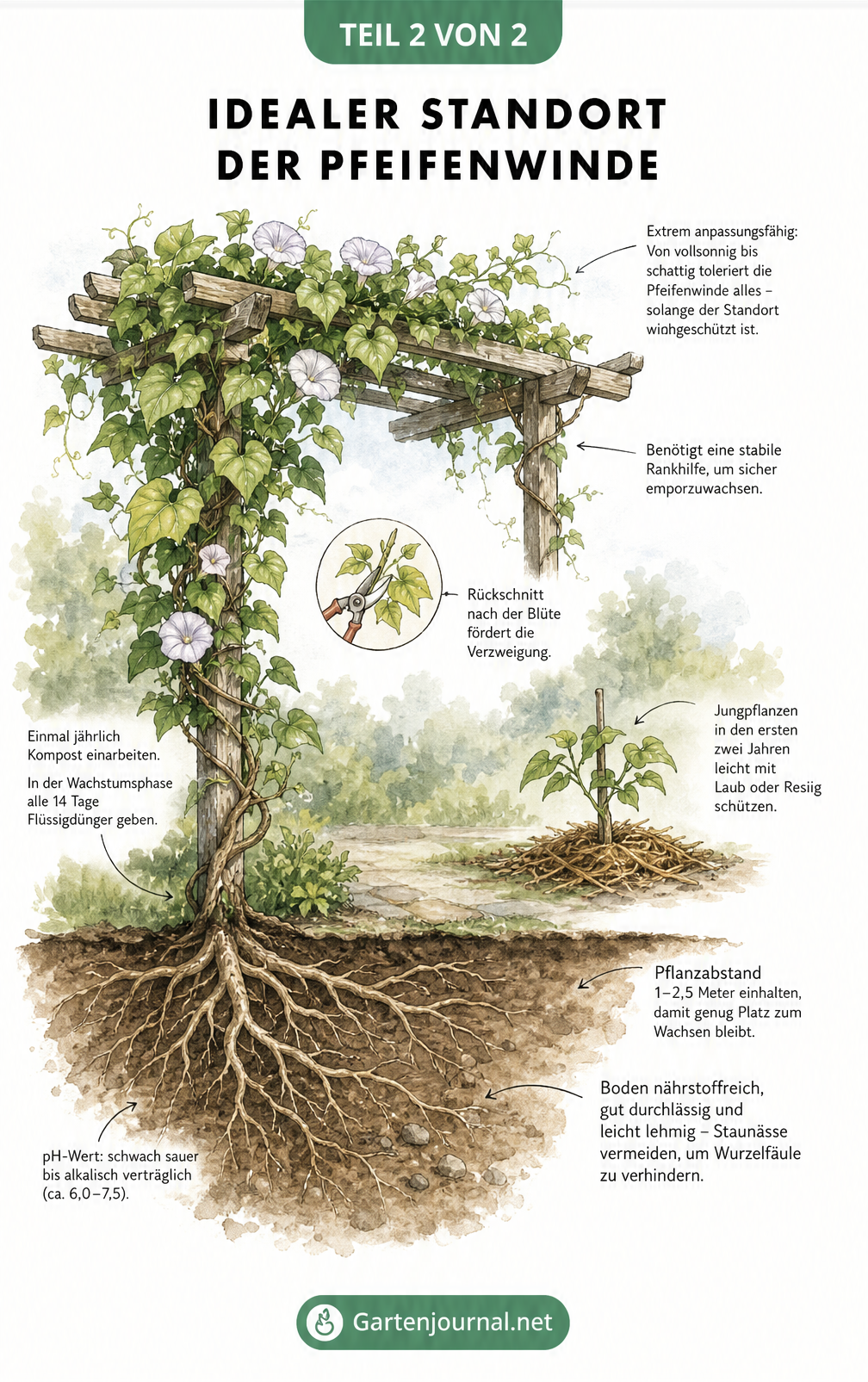 Illustration einer Pfeifenwinde an einer Pergola mit Hinweisen zu Boden, Düngung, Schnitt und Standort.