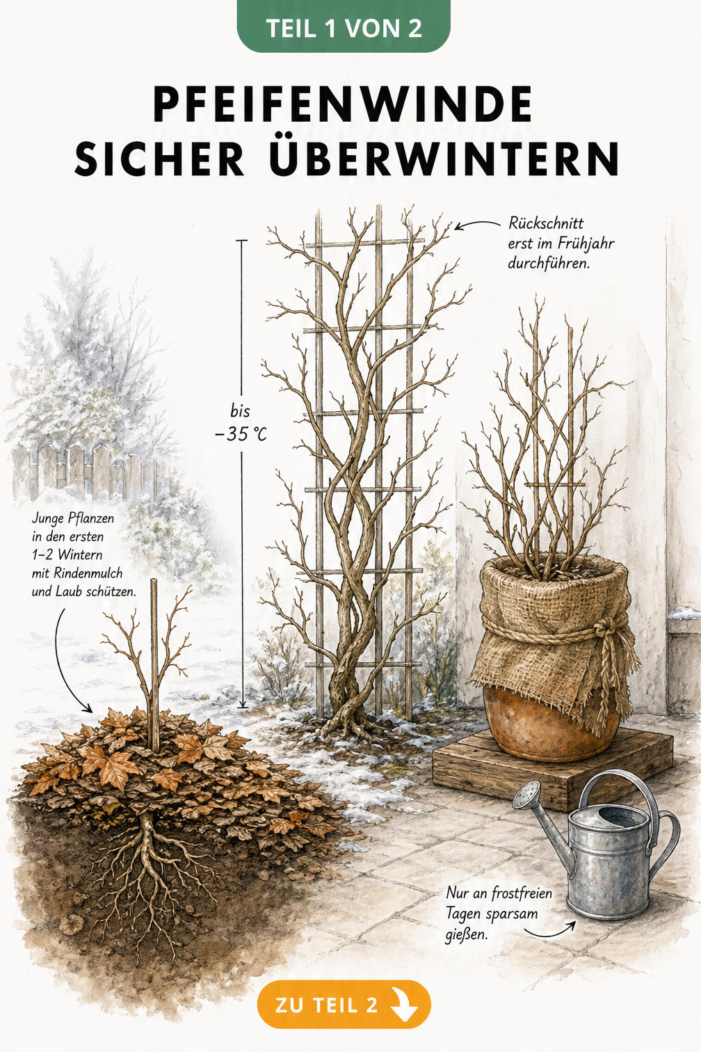 Illustration einer Pfeifenwinde im Winter: Eine etablierte Pflanze am Rankgitter, eine junge Pflanze mit Mulchschicht und eine Kübelpflanze mit Juteschutz.