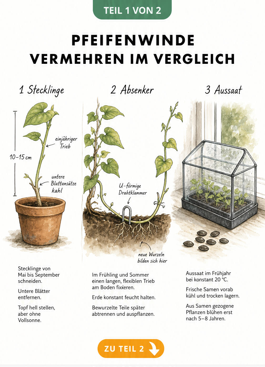 Botanische Illustration der drei Vermehrungsmethoden für Pfeifenwinden: Stecklinge, Absenker und Samen.