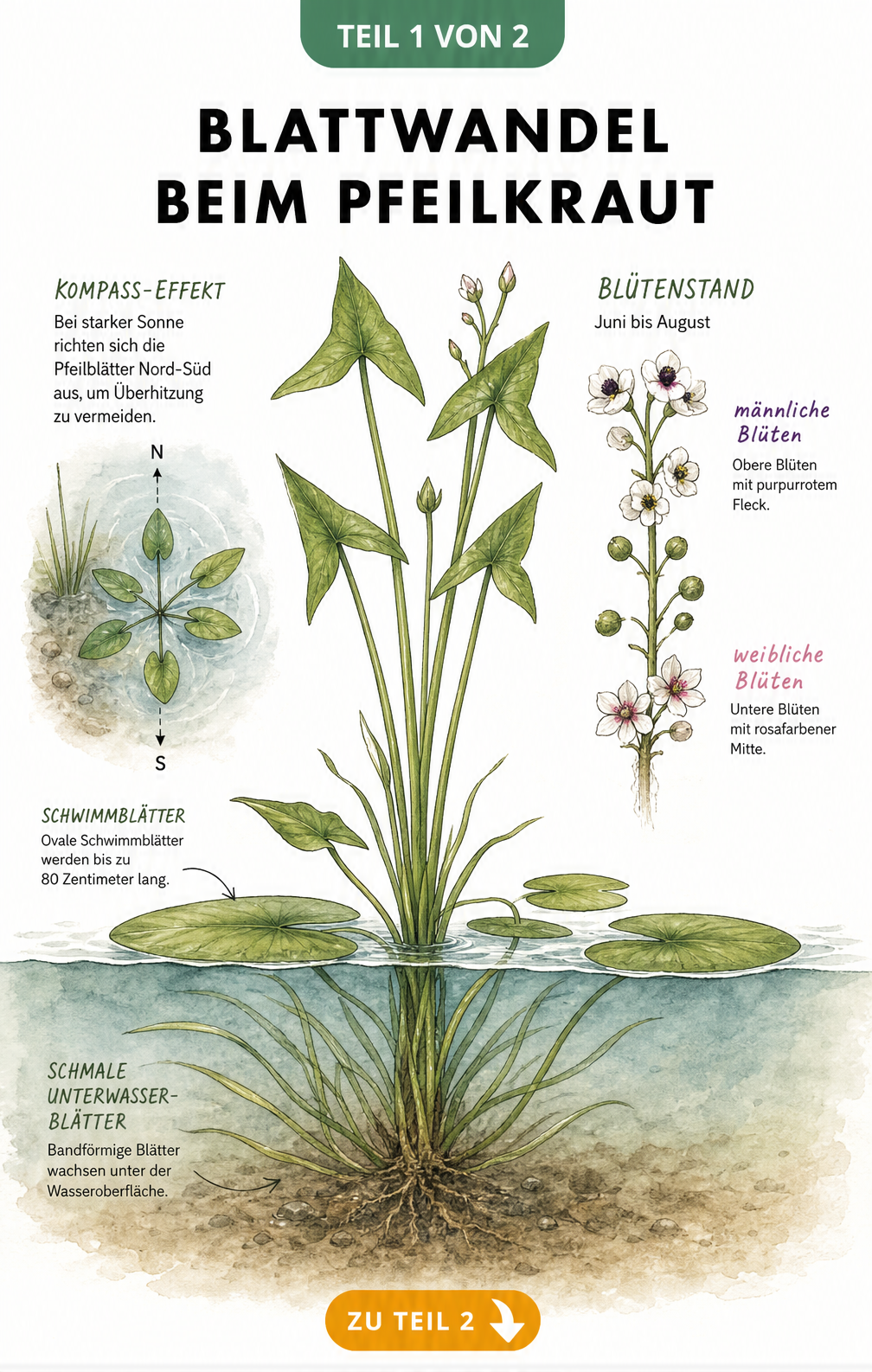 Botanische Zeichnung des Pfeilkrauts mit Schwimmblättern, ovalen Blättern und pfeilförmigen Luftblättern sowie Blütenstand