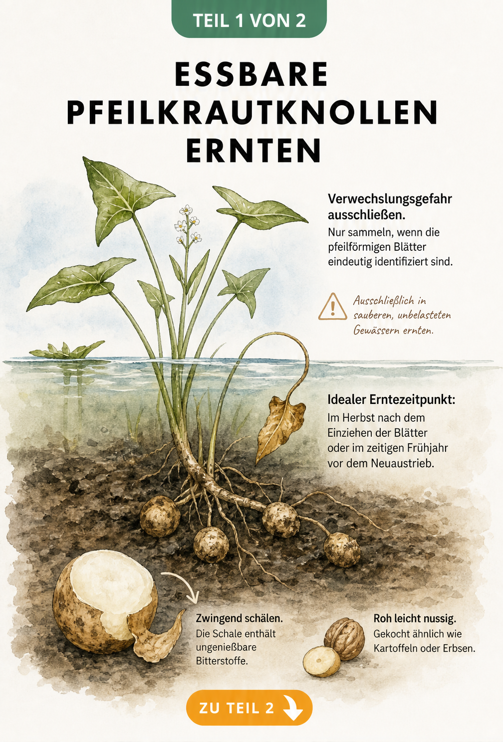Botanische Illustration von Pfeilkraut mit pfeilförmigen Blättern und essbaren Knollen im Schlamm