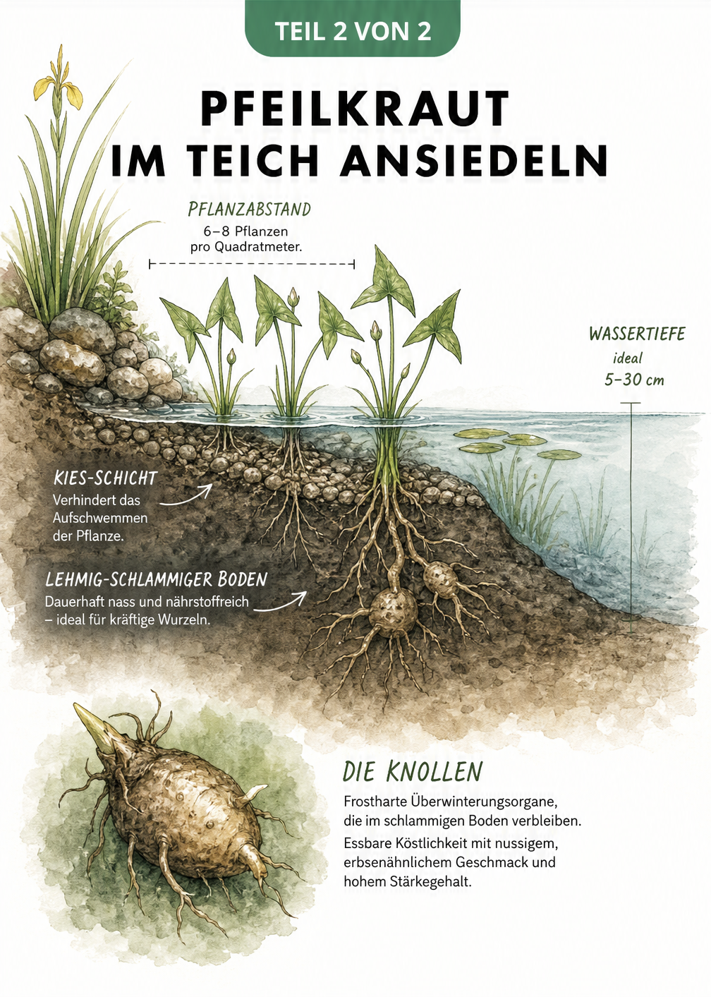 Querschnitt einer Teichuferzone mit Pfeilkraut-Knollen im Schlamm, Kiesschicht und Wassertiefe