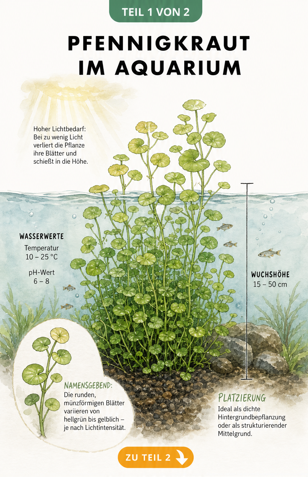 Botanische Illustration von Pfennigkraut im Aquarium mit Wassertemperatur, pH-Wert und Wuchshöhe