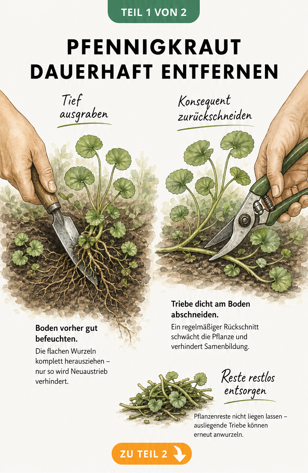 Illustration: Pfennigkraut dauerhaft entfernen durch Herausziehen der Wurzeln und Rückschnitt