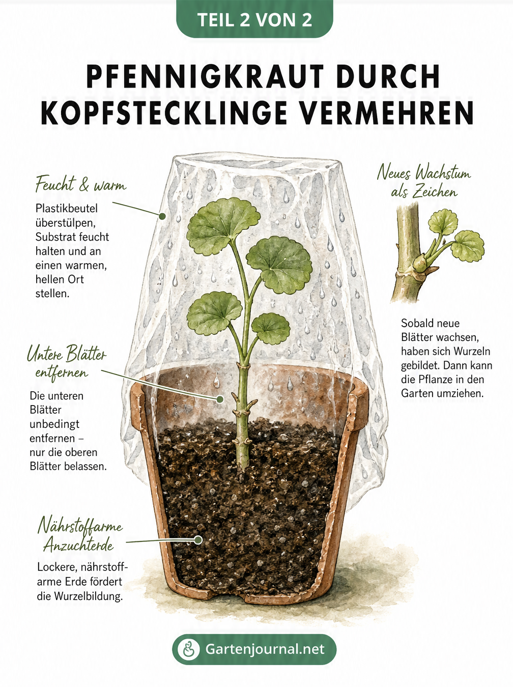 Detailansicht der Vermehrung von Pfennigkraut durch Kopfstecklinge in einem Topf mit Anzuchterde