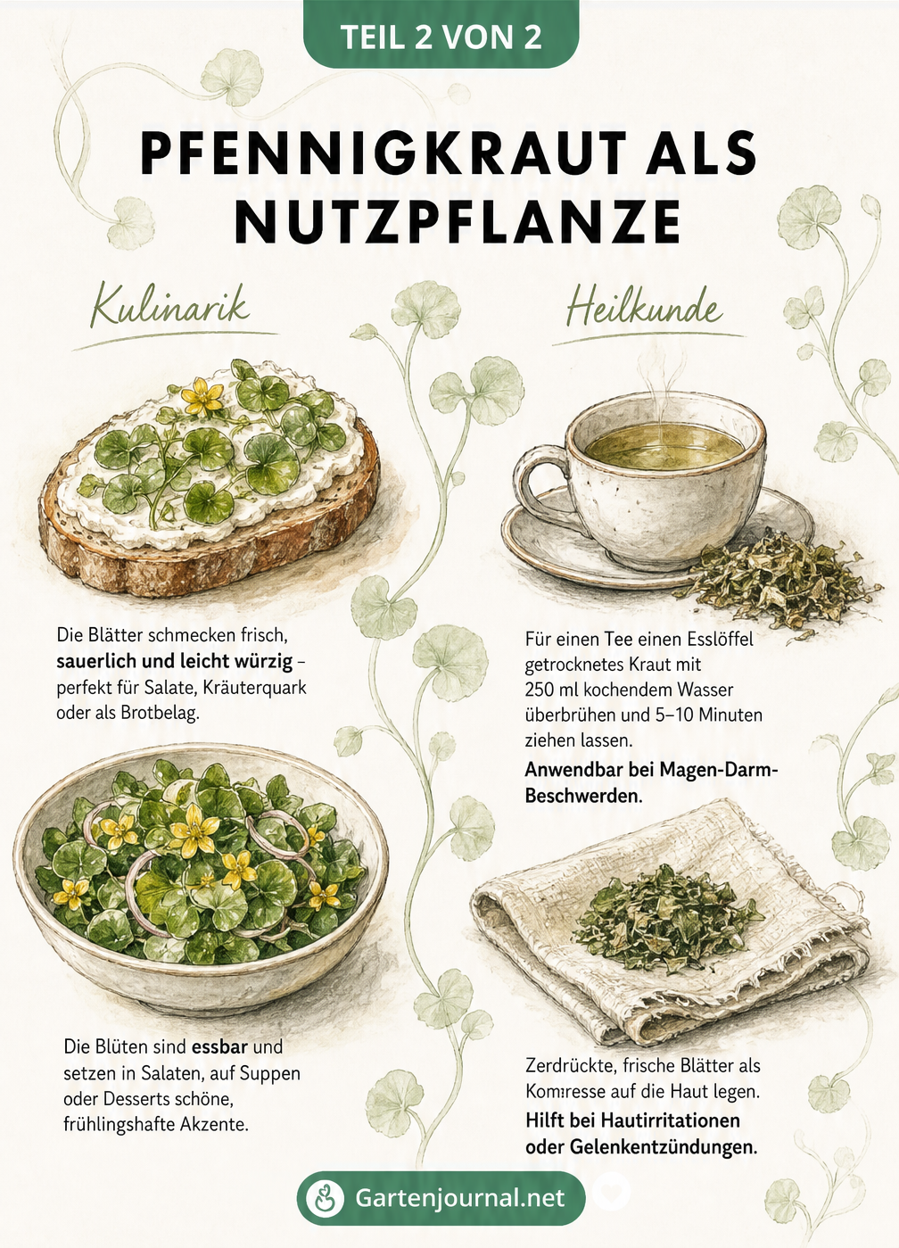 Illustration von Pfennigkraut als Nutzpflanze mit Beispielen für kulinarische Verwendung und Heilkunde