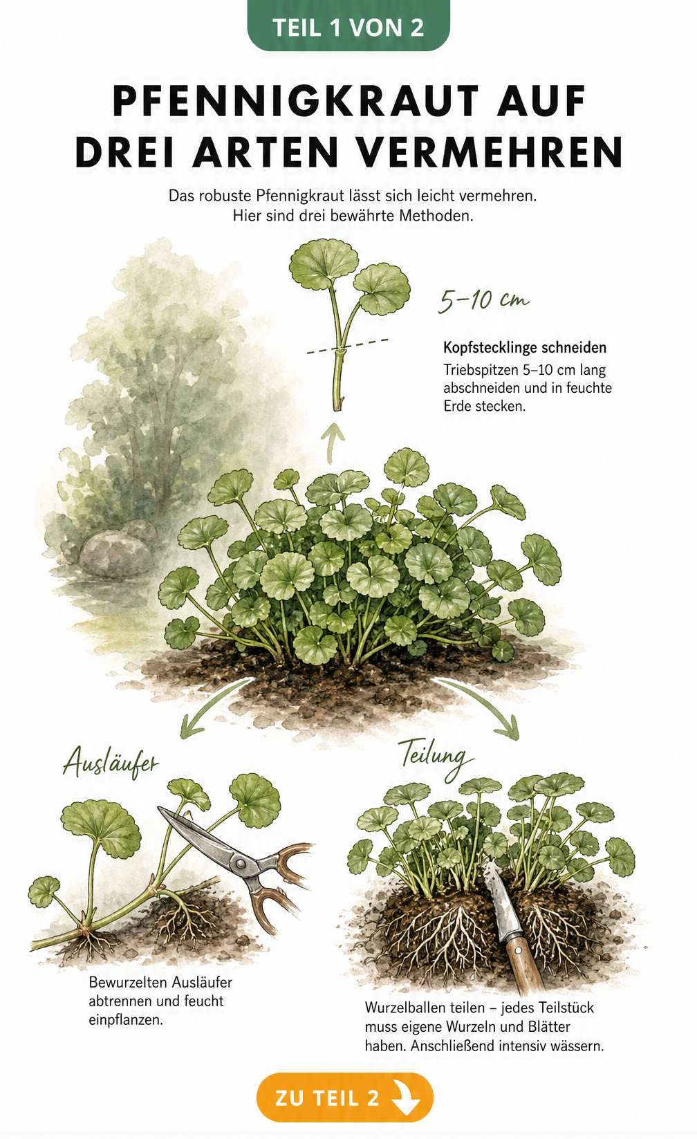 Illustration der drei Vermehrungsmethoden für Pfennigkraut: Ausläufer, Teilung und Kopfstecklinge
