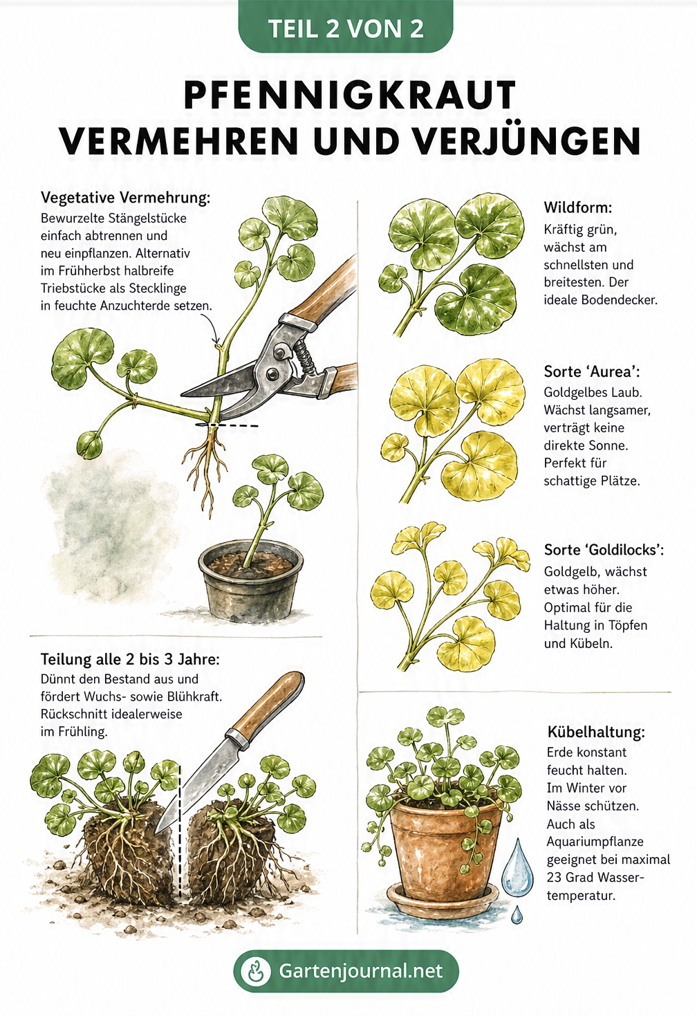 Illustration zur Vermehrung von Pfennigkraut durch Stecklinge und Teilung sowie Darstellung verschiedener Sorten