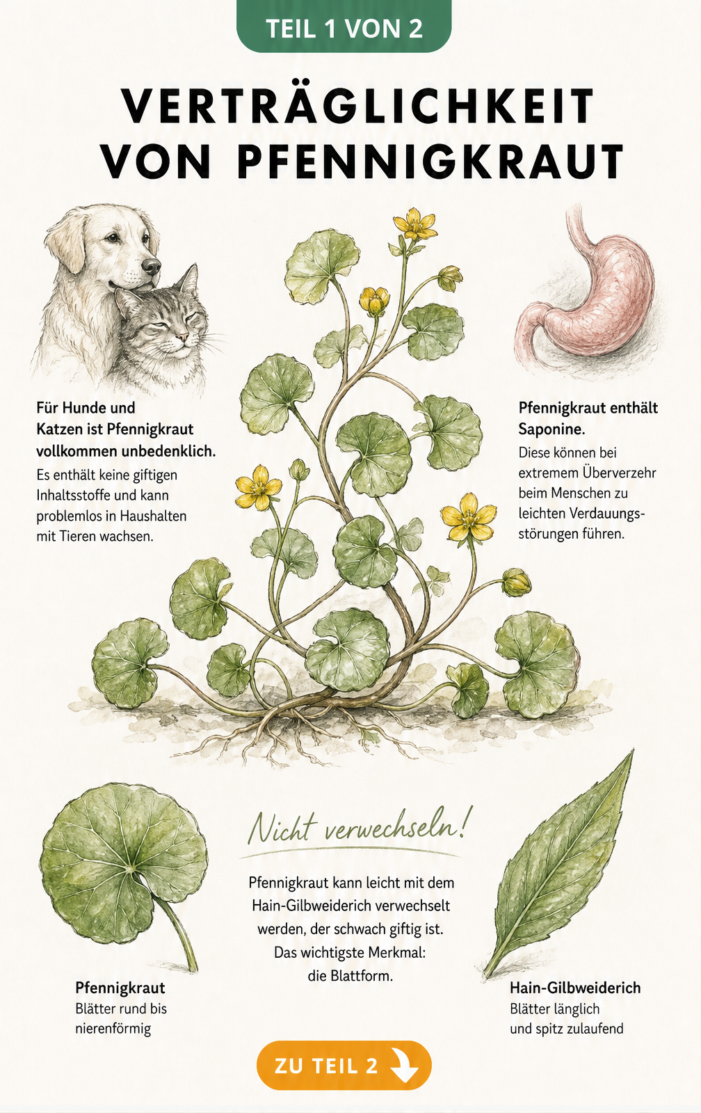 Botanische Illustration von Pfennigkraut mit Hinweisen zur Verträglichkeit für Haustiere und Menschen sowie Unterscheidung zum Hain-Gilbweiderich