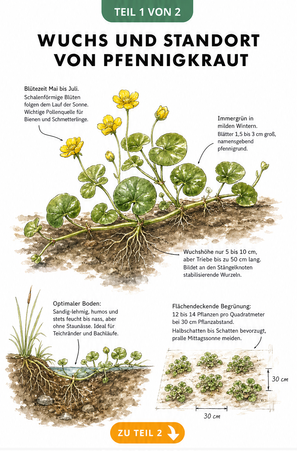 Botanische Illustration von Pfennigkraut mit gelben Blüten, kriechendem Wuchs und Wurzeln im feuchten Boden