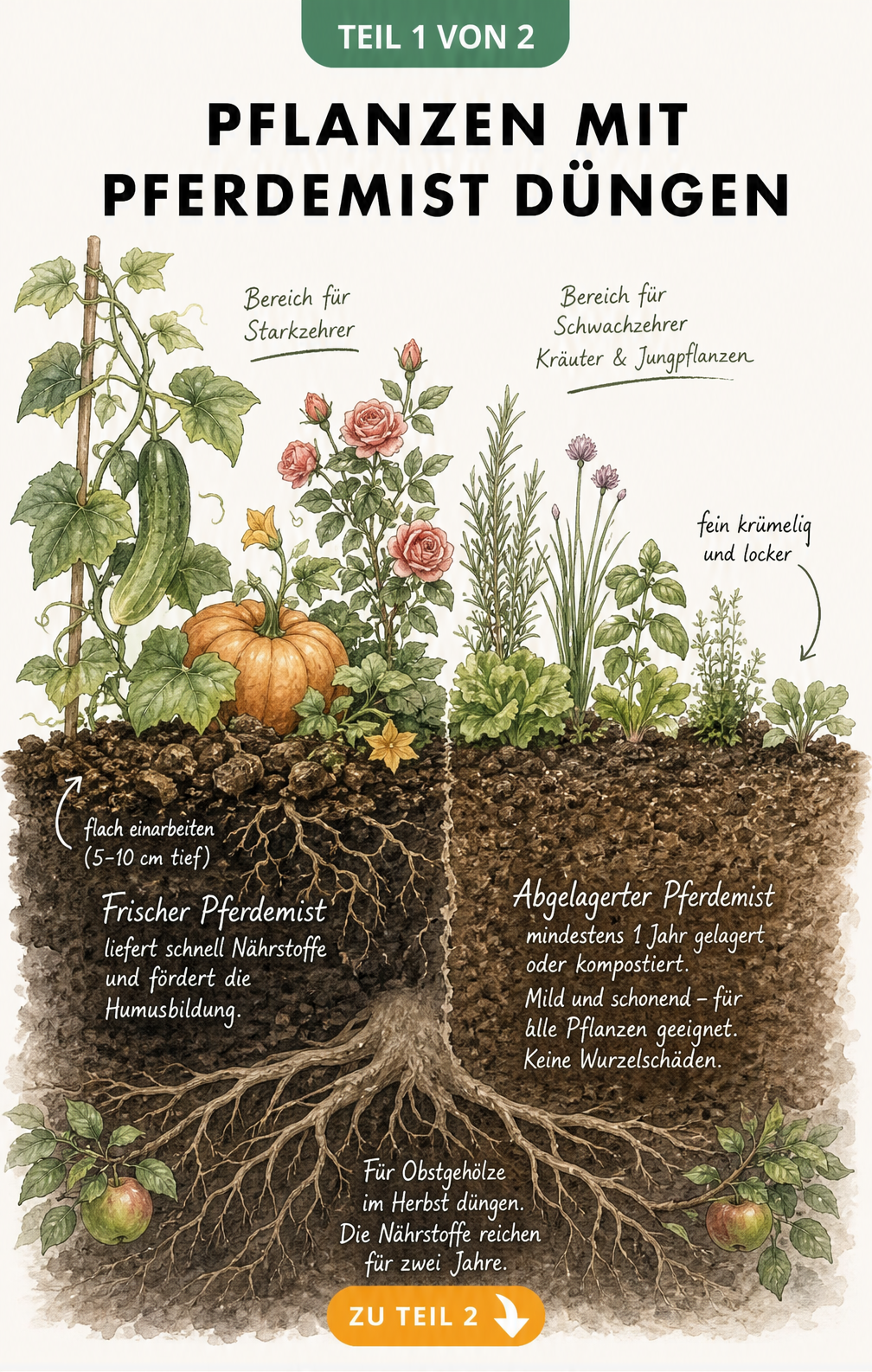 Illustration eines Gartenbeets, das die Anwendung von frischem und abgelagertem Pferdemist bei verschiedenen Pflanzen zeigt.