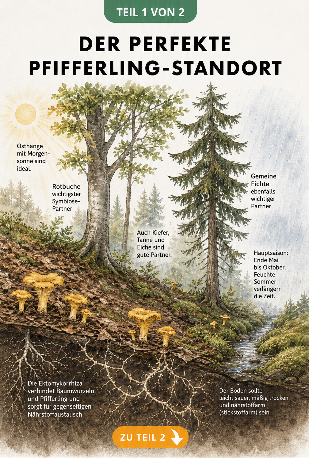 Querschnitt eines Waldbodens mit Pfifferlingen, Rotbuche und Fichte, die den Nährstoffaustausch der Ektomykorrhiza zeigen.