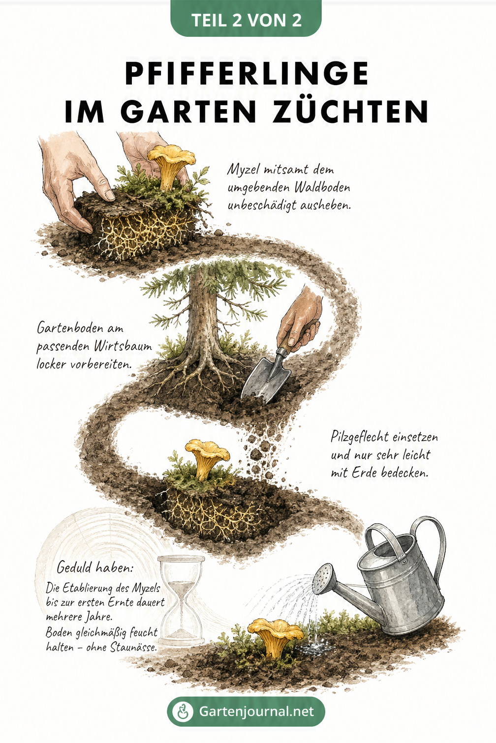 Illustration des Einsetzens von Pfifferling-Myzel aus dem Wald in den eigenen Garten