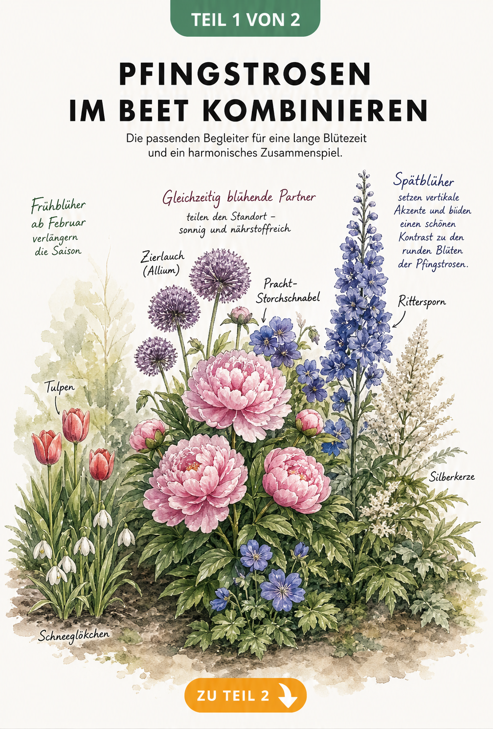 Botanische Illustration eines Beetes mit rosafarbener Pfingstrose, Schneeglöckchen, Tulpen, Zierlauch, Storchschnabel, Rittersporn und Silberkerze, gestaffelt...