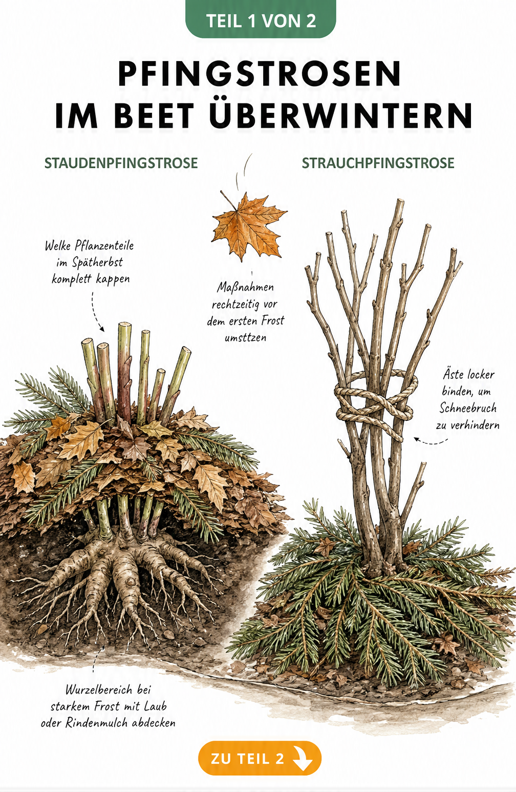 Illustration von Stauden- und Strauchpfingstrosen im Beet mit Winterschutz aus Laub und Reisig