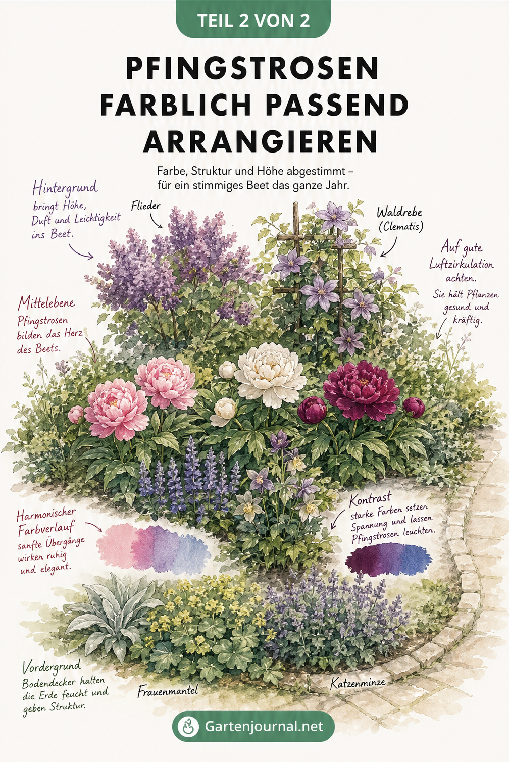Illustration eines Cottage-Gartens von oben mit Frauenmantel, Katzenminze, Pfingstrosen in Rosa und Cremeweiß, Steppen-Salbei, Flieder und Waldrebe.