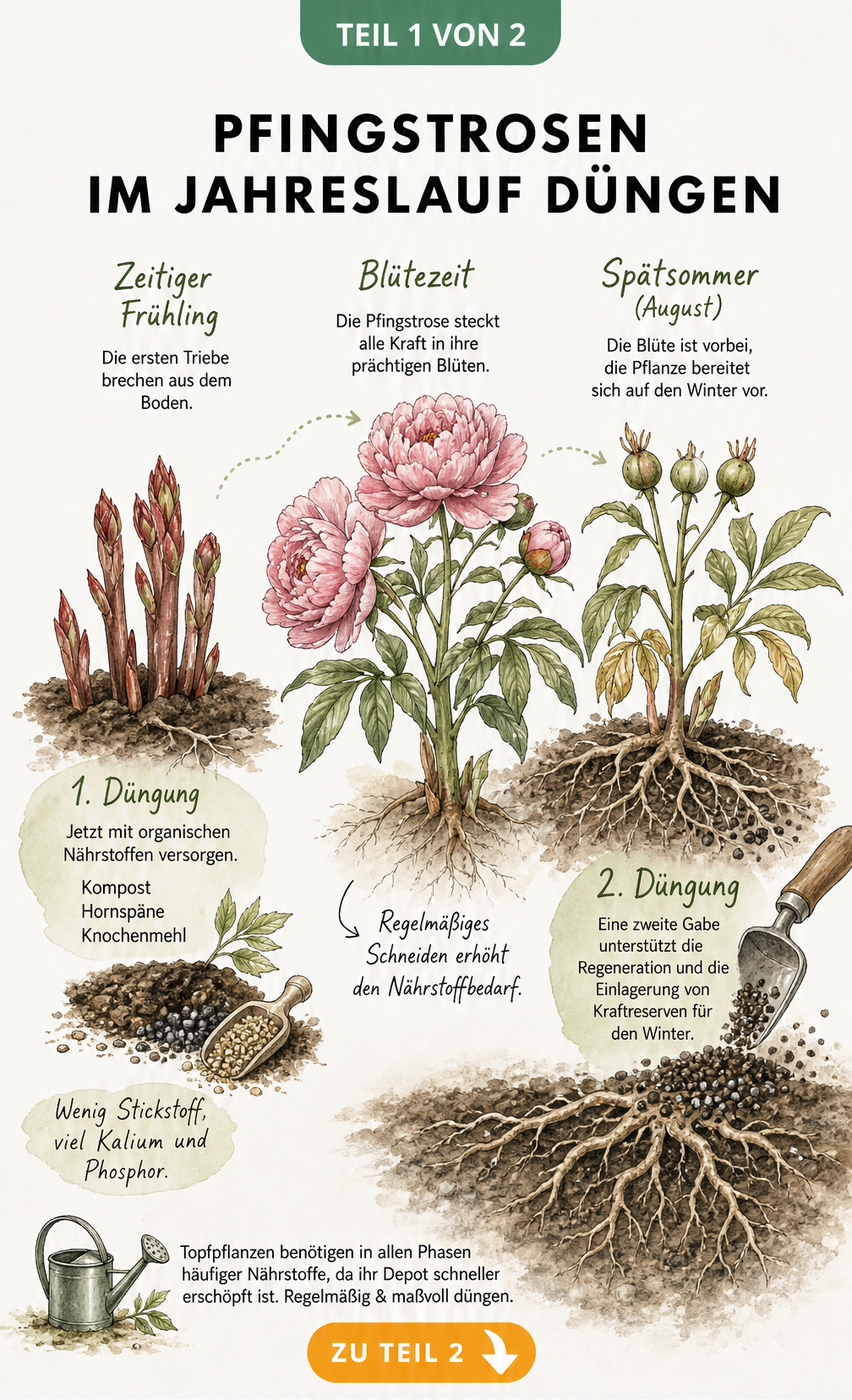 Botanische Illustration einer Pfingstrose im Jahreslauf mit Düngehinweisen für Frühling, Blütezeit und Spätsommer