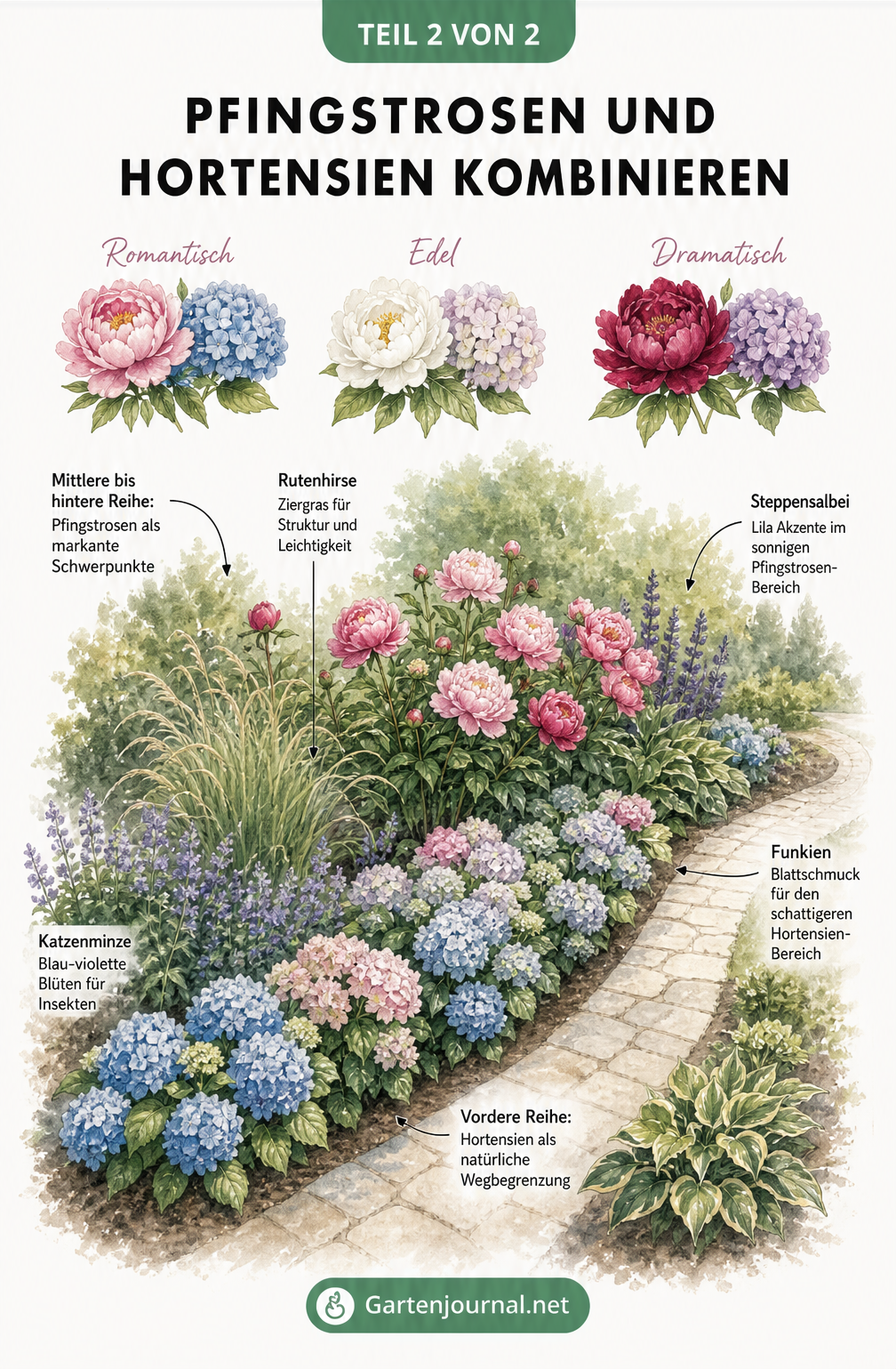 Aquarell-Illustration eines Gartenbeets mit Hortensien am Wegrand, Pfingstrosen im Hintergrund und passenden Begleitpflanzen