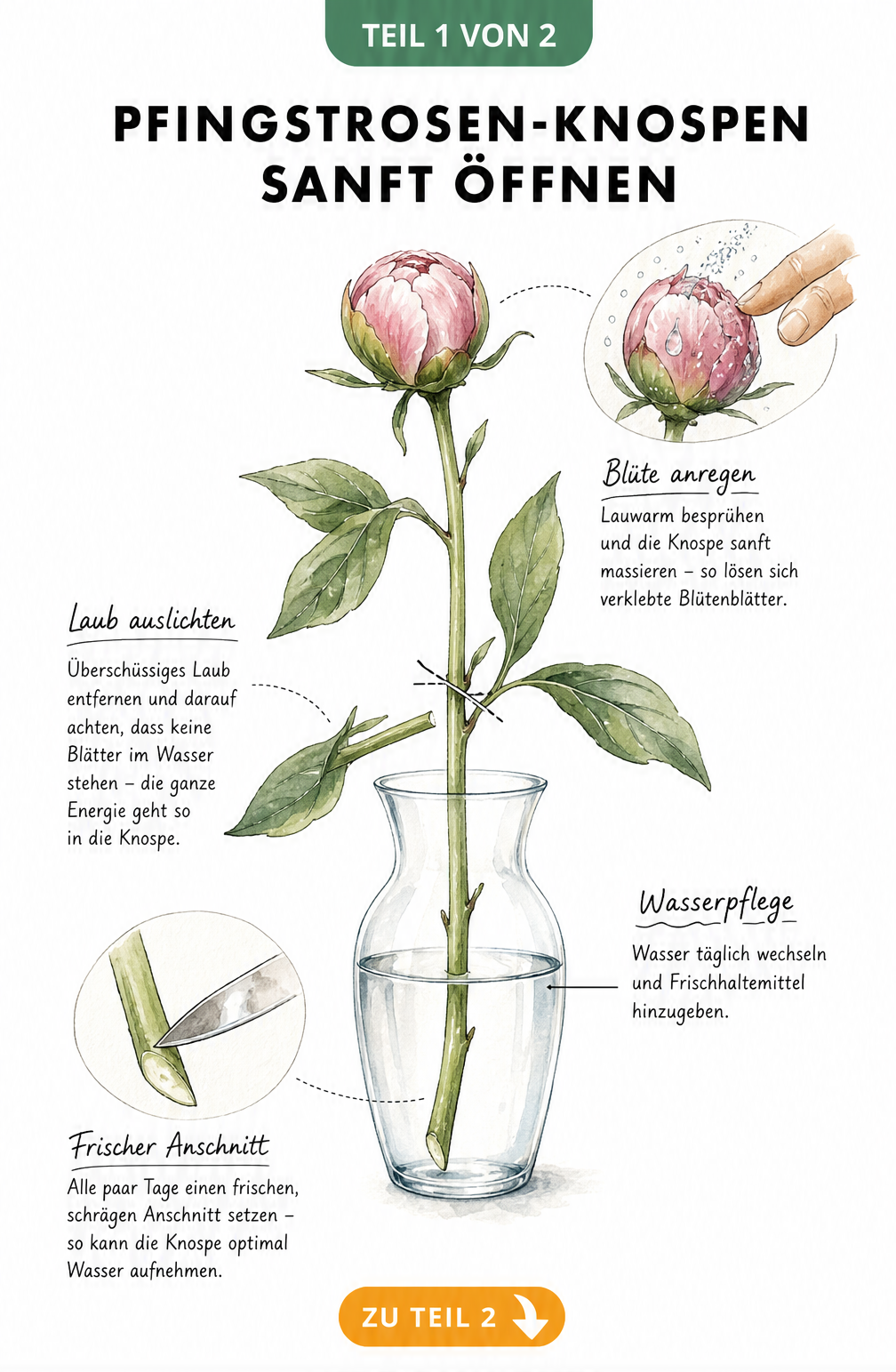 Botanische Illustration eines Pfingstrosenstiels in einer Vase mit Hinweisen zum Öffnen der Knospen