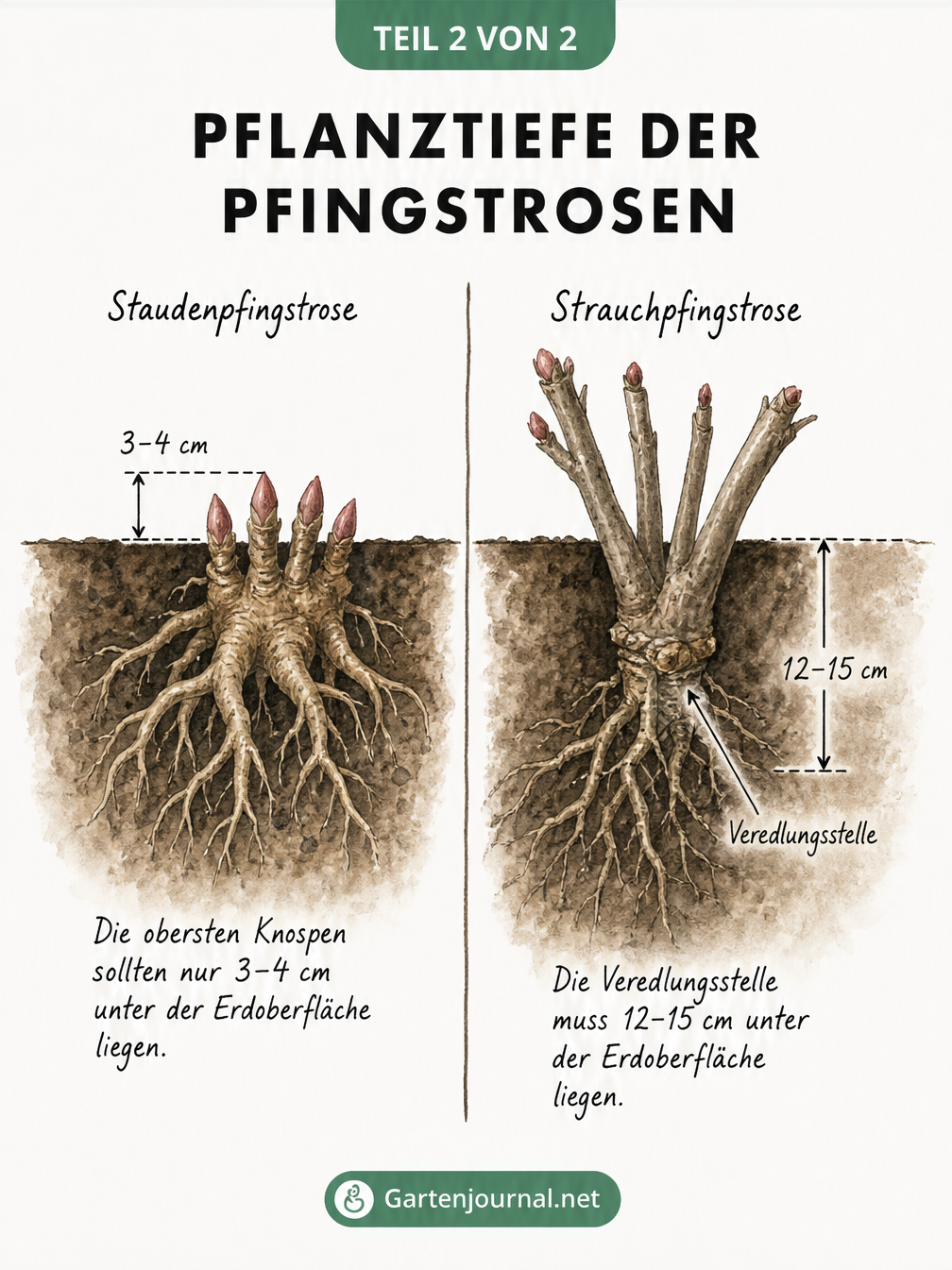 Querschnitt zweier Pflanzlöcher im Vergleich: Staudenpfingstrose 3 bis 4 cm tief, Strauchpfingstrose mit Veredlungsstelle 12 bis 15 cm tief