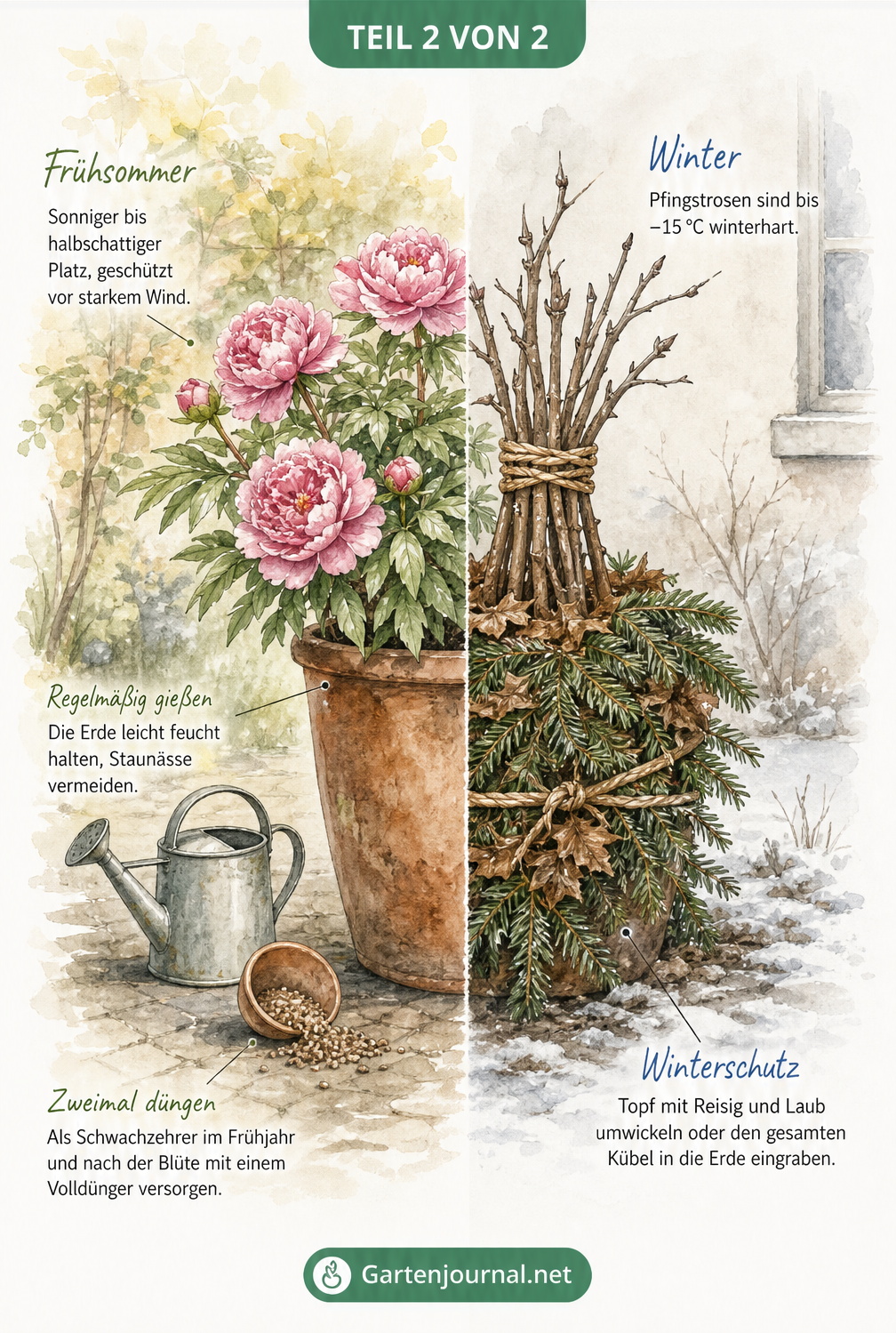 Illustration einer Pfingstrose im Kübel im Sommer mit Gießkanne und Dünger sowie im Winter mit zusammengebundenen Trieben und Frostschutz